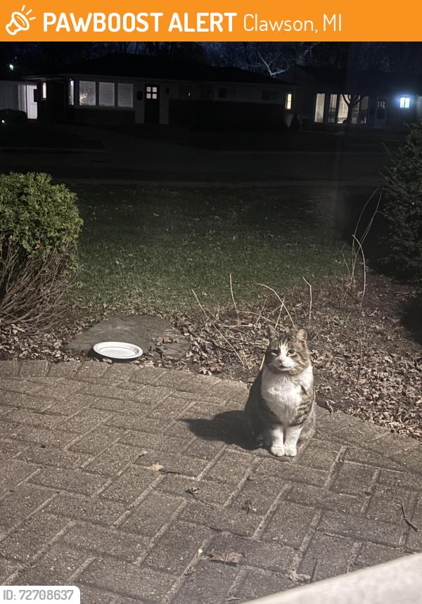 Found/Stray Unknown Cat last seen Off of 14 mile/Es St, Clawson, MI 48017