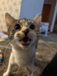 Lost Female Cat last seen Friends Of Butler County Animals Spay Neuter Clinic, Morgantown, KY 42261