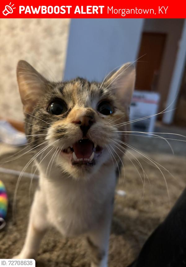 Lost Female Cat last seen Friends Of Butler County Animals Spay Neuter Clinic, Morgantown, KY 42261