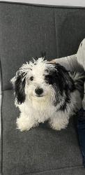 Reunited Male Dog last seen Near 117 st, Queens, NY 11356