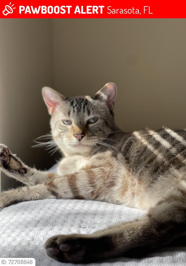 Lost Male Cat last seen Sunridge Dr off Royal Palm and Mecca, Sarasota, FL 34234