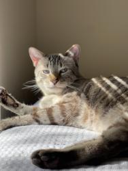Lost Male Cat last seen Sunridge Dr off Royal Palm and Mecca, Sarasota, FL 34234