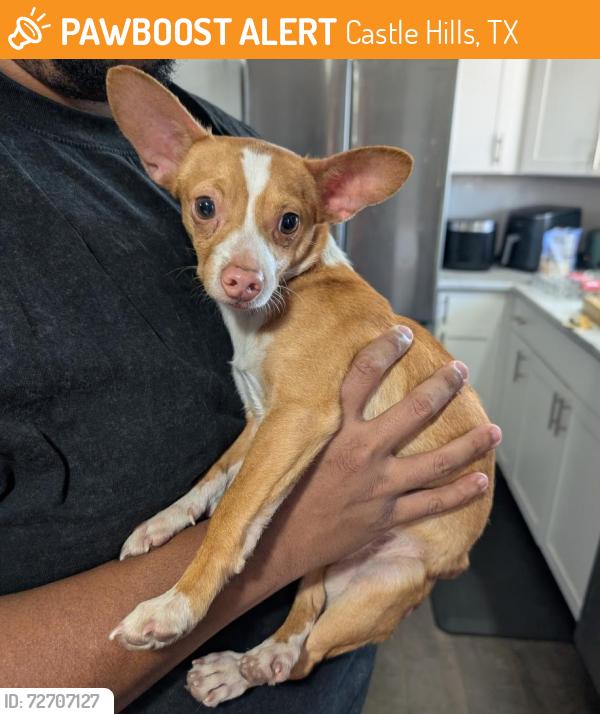 Found/Stray Male Dog last seen Near North crest drive, Castle Hills, TX 78213