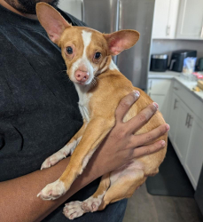 Found/Stray Male Dog last seen Near North crest drive, Castle Hills, TX 78213