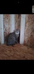 Found/Stray Male Cat last seen Fay street, Gloversville, NY 12078