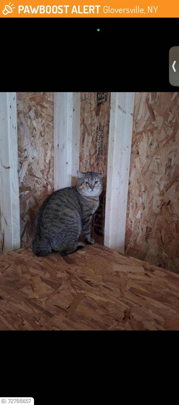 Found/Stray Male Cat last seen Fay street, Gloversville, NY 12078