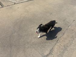 Found/Stray Male Dog last seen Radecke road and Cedonia ave, Baltimore, MD 21206