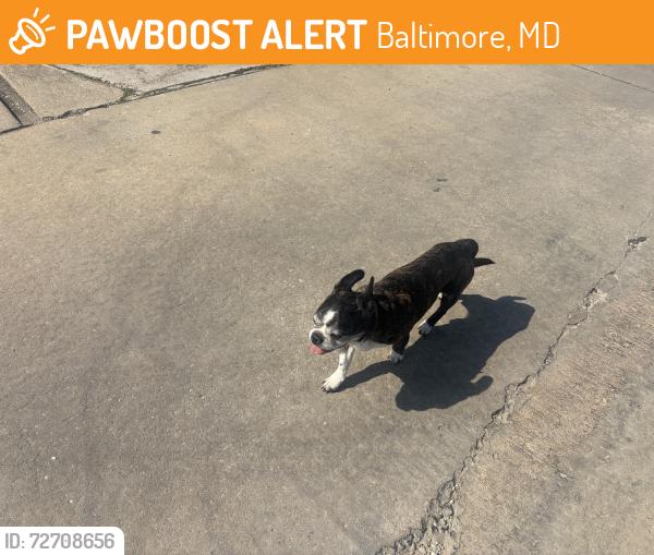 Found/Stray Male Dog last seen Radecke road and Cedonia ave, Baltimore, MD 21206