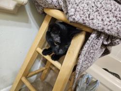 Lost Male Cat last seen East Murray st , Beverly Hills, FL 34465