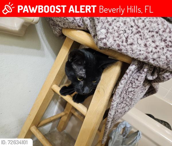 Lost Male Cat last seen East Murray st , Beverly Hills, FL 34465