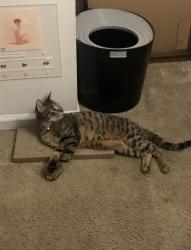 Lost Male Cat last seen Queens Way. Emerald Point apmts, Virginia Beach, VA 23454