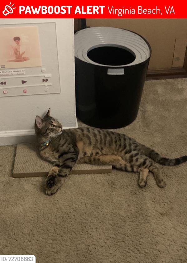 Lost Male Cat last seen Queens Way. Emerald Point apmts, Virginia Beach, VA 23454