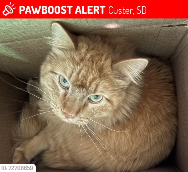 Lost Male Cat last seen Washington , Custer, SD 57730