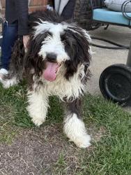 Found/Stray Male Dog last seen Near Wilson Morgan Park, Decatur, AL 35601