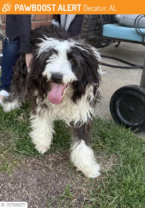 Found/Stray Male Dog last seen Near Wilson Morgan Park, Decatur, AL 35601