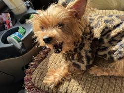Lost Female Dog last seen Van Dorn RD knighted , Knightdale, NC 27545