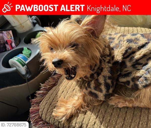 Lost Female Dog last seen Van Dorn RD knighted , Knightdale, NC 27545