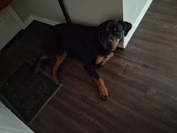 Found/Stray Male Dog last seen 28th street, Fort Worth, TX 76164