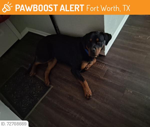 Found/Stray Male Dog last seen 28th street, Fort Worth, TX 76164