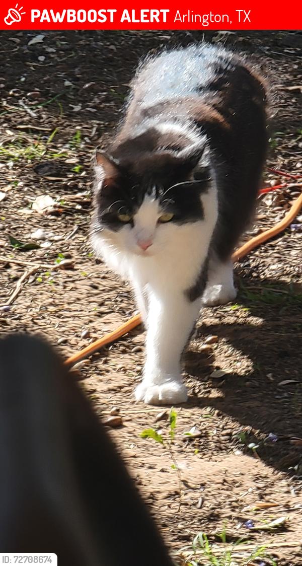 Lost Male Cat last seen Hilldale and Arkansas , Arlington, TX 76016