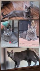 Lost Male Cat last seen Colonial Heights Area, Stockton, CA 95209