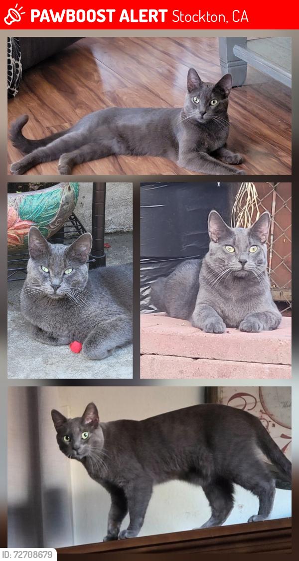 Lost Male Cat last seen Colonial Heights Area, Stockton, CA 95209