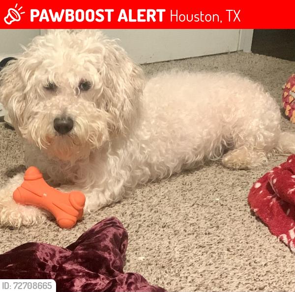 Lost Male Dog last seen The Abbey’s apmts , Houston, TX 77077