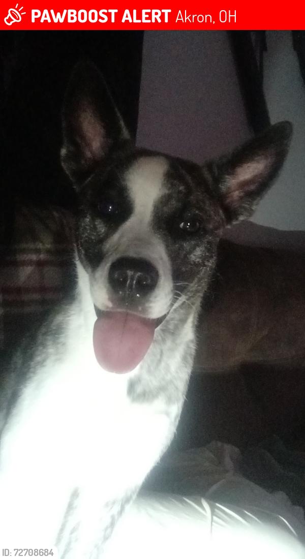 Lost Male Dog last seen Hawkins , Akron, OH 44320