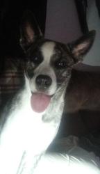 Lost Male Dog last seen Hawkins , Akron, OH 44320