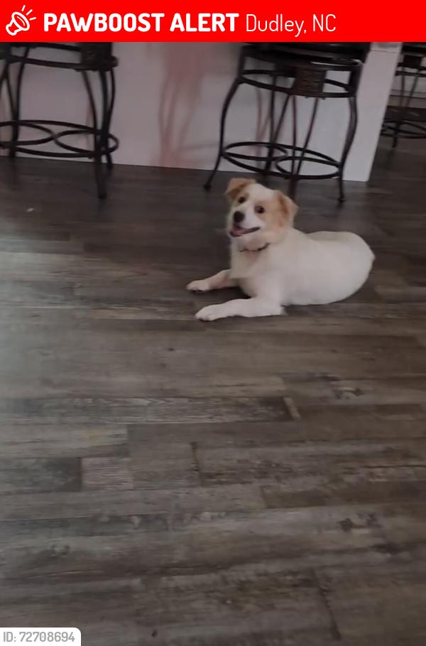 Lost Male Dog last seen Genoa/Dudley/Arrington/Marmac, Dudley, NC 28333