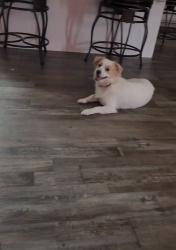 Lost Male Dog last seen Genoa/Dudley/Arrington/Marmac, Dudley, NC 28333