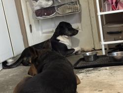 Lost Male Dog last seen carrington and teakwood, Hephzibah, GA 30815