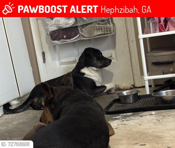 Lost Male Dog last seen carrington and teakwood, Hephzibah, GA 30815