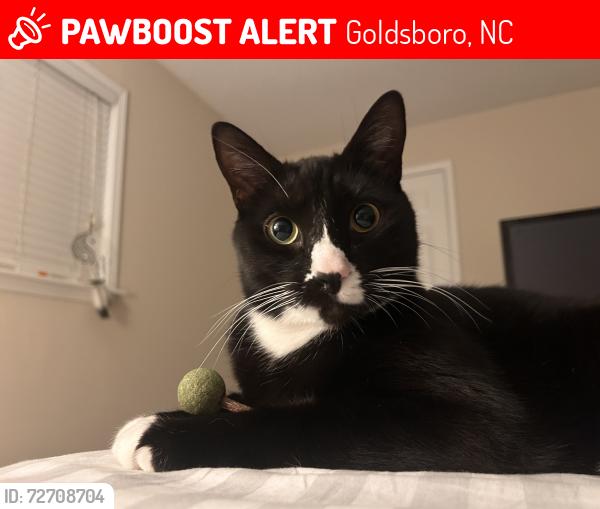 Lost Male Cat last seen Across from ymca day school, Goldsboro, NC 27534