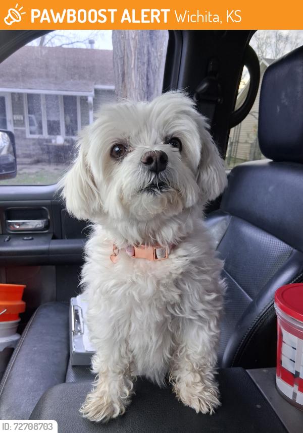 Found/Stray Female Dog last seen 2nd and Custer Wichita KS, Wichita, KS 67203