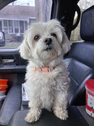 Found/Stray Female Dog last seen 2nd and Custer Wichita KS, Wichita, KS 67203