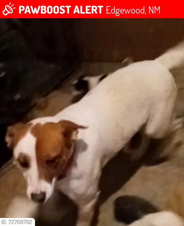 Lost Male Dog last seen Meadowlark LN , Edgewood, NM 87015