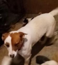 Lost Male Dog last seen Meadowlark LN , Edgewood, NM 87015