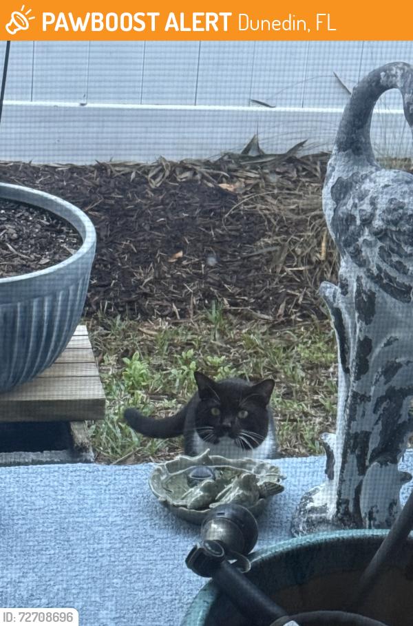 Found/Stray Unknown Cat last seen Skinner Blvd/Highland Ave, Dunedin, FL 34698