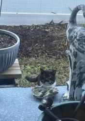 Found/Stray Unknown Cat last seen Skinner Blvd/Highland Ave, Dunedin, FL 34698