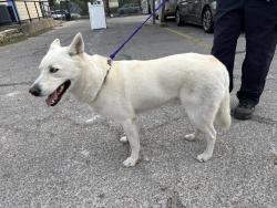 Found/Stray Female Dog last seen Barwood Park off of I-35, Austin, TX 78753