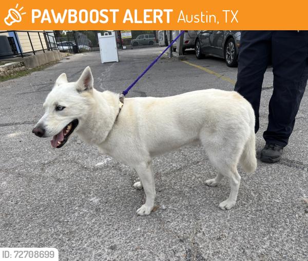 Found/Stray Female Dog last seen Barwood Park off of I-35, Austin, TX 78753