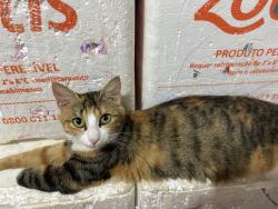 Lost Female Cat last seen Rua Sara , Próx Lavador , Nova Belém, RJ 