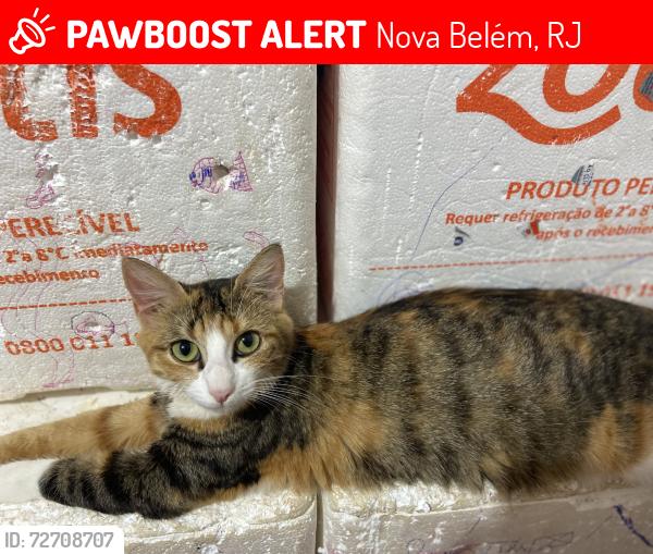 Lost Female Cat last seen Rua Sara , Próx Lavador , Nova Belém, RJ 