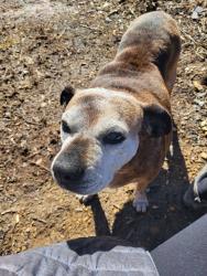 Lost Female Dog last seen Rt 41 Maplewood/Danese, Danese, WV 25831