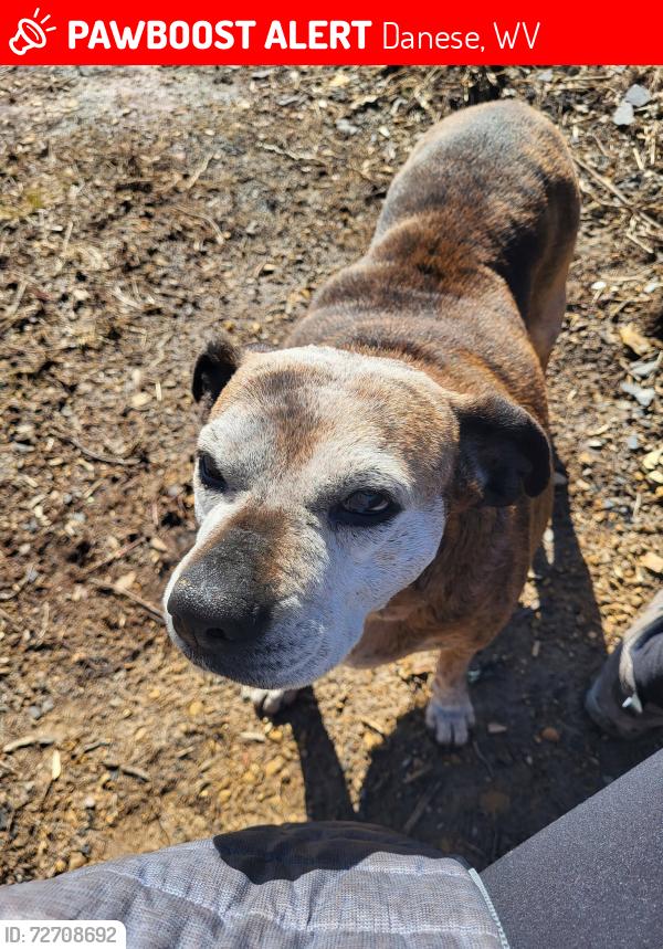 Lost Female Dog last seen Rt 41 Maplewood/Danese, Danese, WV 25831