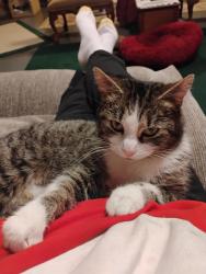 Lost Female Cat last seen I-71, Verona, KY 41092