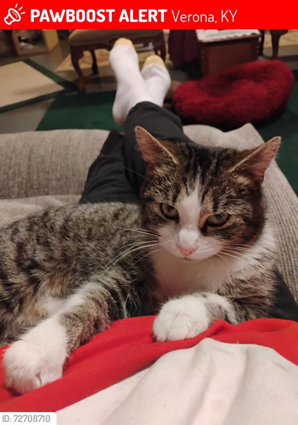Lost Female Cat last seen I-71, Verona, KY 41092