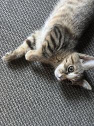 Lost Female Cat last seen Near W 51st St, Chicago, IL 60632