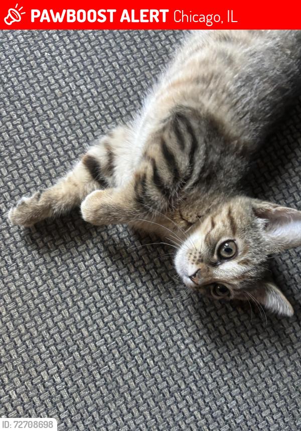 Lost Female Cat last seen Near W 51st St, Chicago, IL 60632